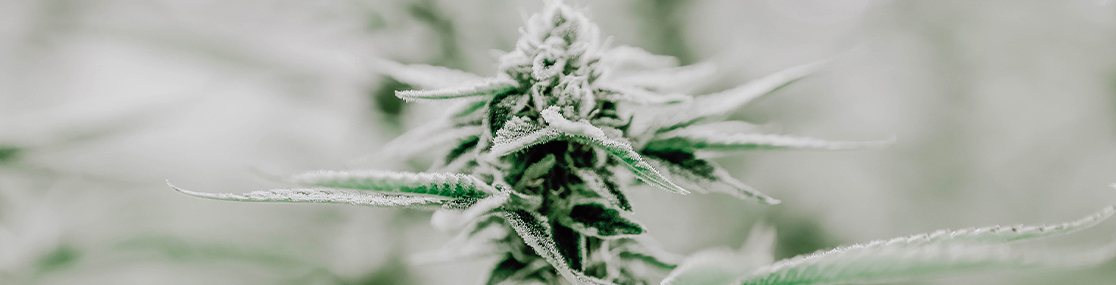 is-cbd-safe