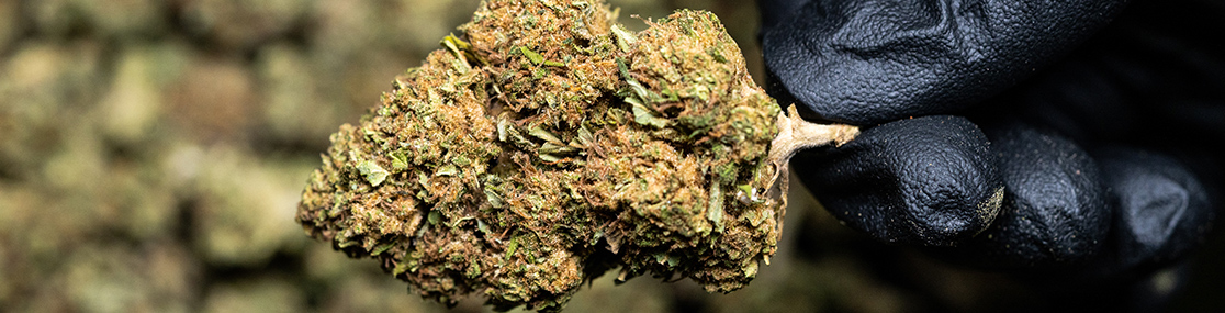 thc-for-beginners